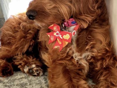 Miniature Irish Doodle puppies in Offaly