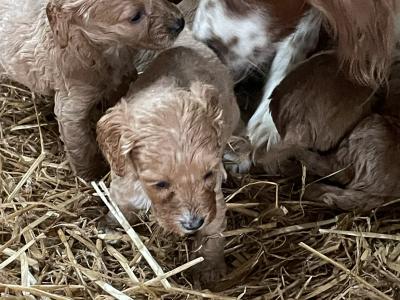 Miniature Irish Doodle puppies in Offaly
