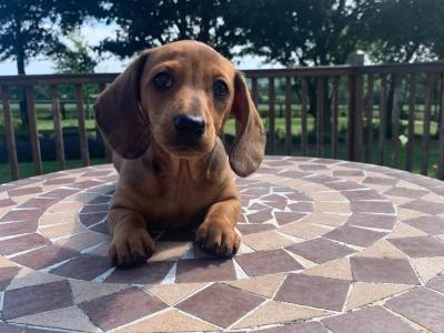 Miniature Dachshund puppies (Tan and Sliver Dappled) in Wexford