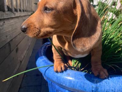 Miniature Dachshund puppies (Tan and Sliver Dappled) in Wexford