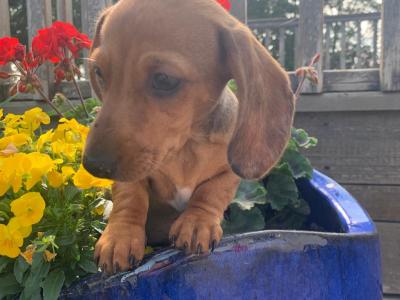 Miniature Dachshund puppies (Tan and Sliver Dappled) in Wexford