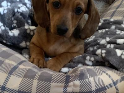 Miniature Dachshund puppies (Tan and Sliver Dappled) in Wexford