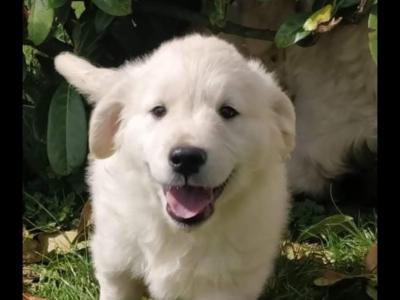 Stunning IKC Registered(pending) Golden Retrievers puppies in Leitrim
