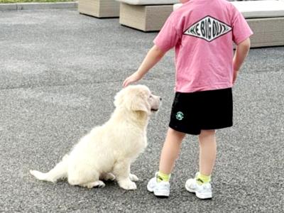 Stunning IKC Registered Golden Retriever puppies in Leitrim
