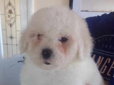 Beautiful Bichon Frise puppies in Limerick