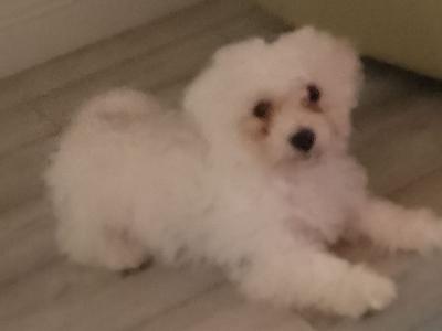 Beautiful Bichon Frise puppies in Limerick