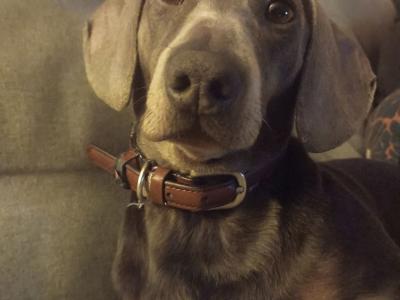 Blue and tan Dachshund for stud (Chocolate)