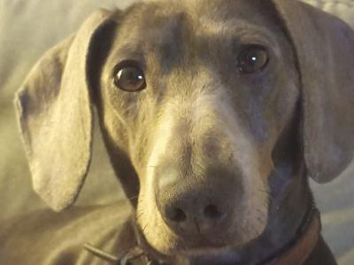 Blue and tan Dachshund for stud (Chocolate)