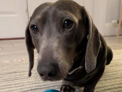 Blue and tan Dachshund for stud (Chocolate)