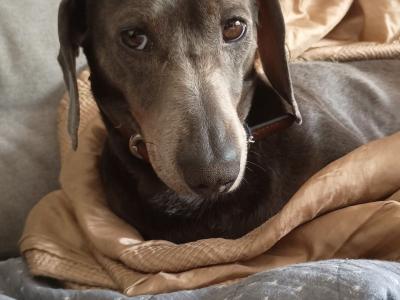 Blue and tan Dachshund for stud (Chocolate)
