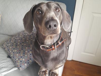 Blue and tan Dachshund for stud (Chocolate)