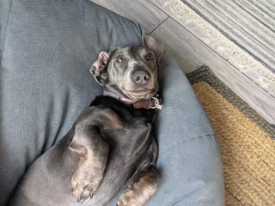 Blue and tan Dachshund for stud (Chocolate)