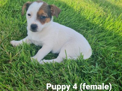 Playful Miniature Jack Russell puppies in Tipperary