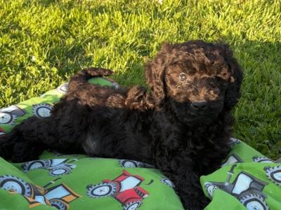 Stunning Standard Poodle puppies 🐩 in Carlow