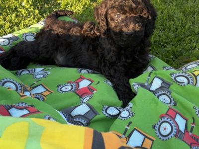 Stunning Standard Poodle puppies 🐩 in Carlow