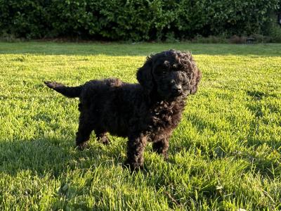 Stunning Standard Poodle puppies 🐩 in Carlow