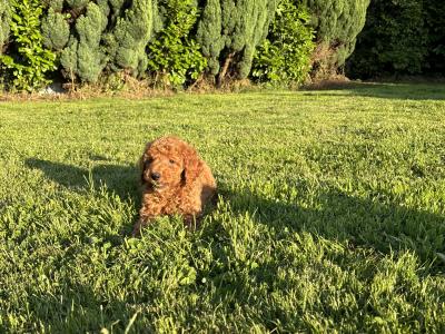 Stunning Standard Poodle puppies 🐩 in Carlow