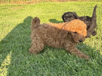 Stunning Standard Poodle puppies 🐩 in Carlow