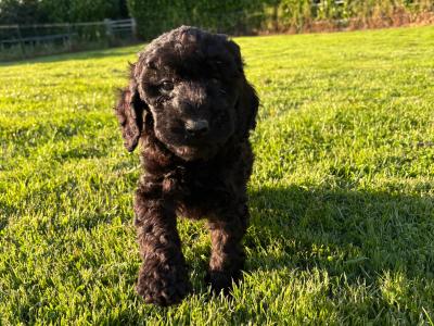 Stunning Standard Poodle puppies 🐩 in Carlow