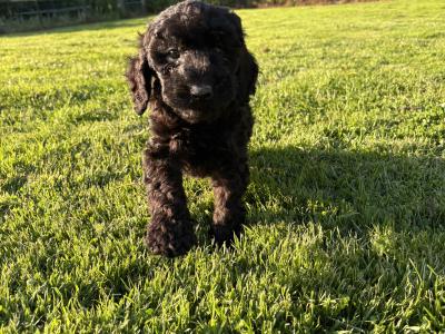 Stunning Standard Poodle puppies 🐩 in Carlow