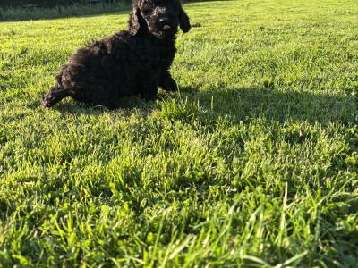 Stunning Standard Poodle puppies 🐩 in Carlow
