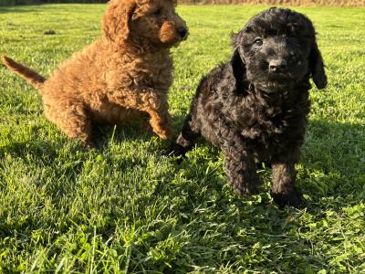 Stunning Standard Poodle puppies 🐩 in Carlow