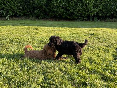 Stunning Standard Poodle puppies 🐩 in Carlow