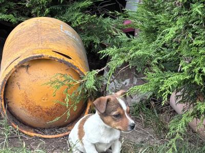 Jack Russell pups for sale in Dublin