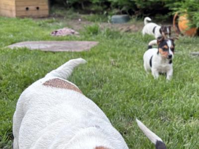 Jack Russell pups for sale in Dublin