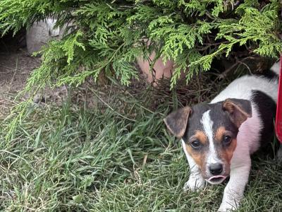 Jack Russell pups for sale in Dublin