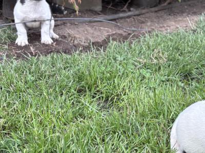 Jack Russell pups for sale in Dublin