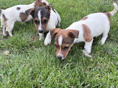 Jack Russell pups for sale in Dublin