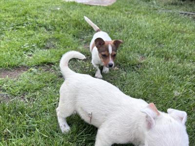 Jack Russell pups for sale in Dublin