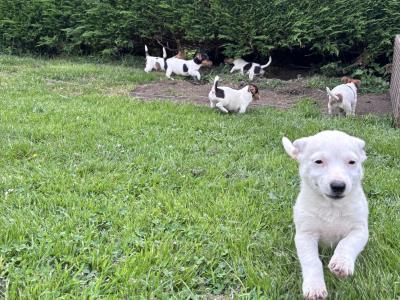 Jack Russell pups for sale in Dublin
