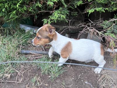 Jack Russell pups for sale in Dublin