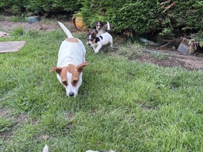 Jack Russell pups for sale in Dublin