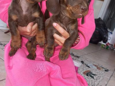 Miniature Dachshund puppies in Laois