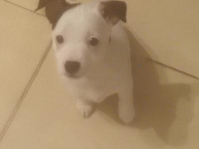 Jack Russell puppies in Cavan