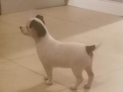 Jack Russell puppies in Cavan