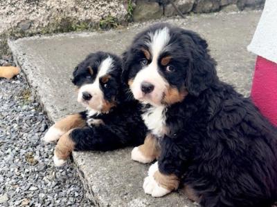 Beautiful male Bernese Mountain Dog puppy in Co Offaly, IKC Registered (Pending)