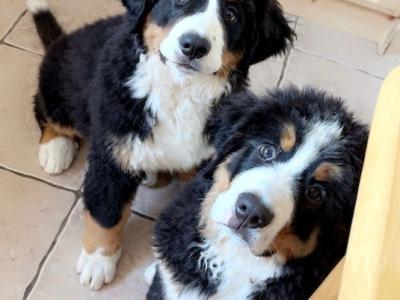 Beautiful male Bernese Mountain Dog puppy in Co Offaly, IKC Registered (Pending)