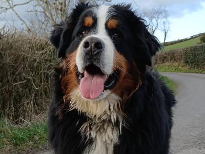 Bruno the Bernese Mountain Dog