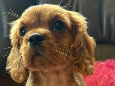 IKC Registered Cavalier King Charles puppies in Sligo (1 female left)