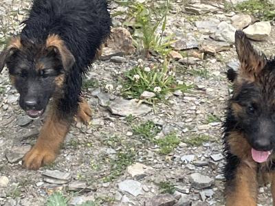 German Shepherd puppies for sale in Wexford