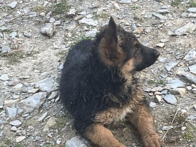 German Shepherd puppies for sale in Wexford