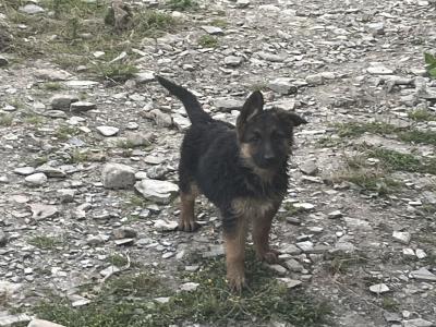 German Shepherd puppies for sale in Wexford