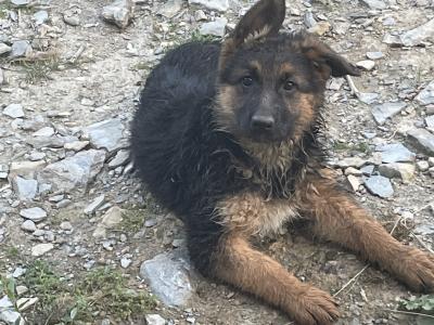 German Shepherd puppies for sale in Wexford