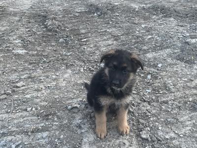 German Shepherd puppies for sale in Wexford