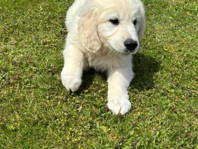 IKC Registered(pending) Champion Bred Golden Retriever puppies in Cork
