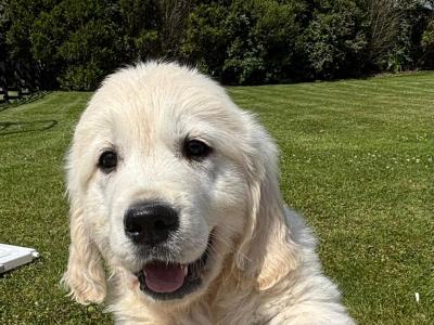 IKC Registered(pending) Champion Bred Golden Retriever puppies in Cork
